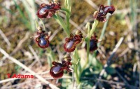 /album/wildflowers/ophrys-speculum-jpg/
